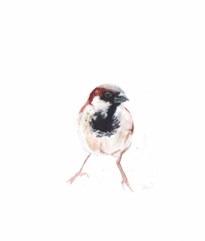 Male Sparrow I by Helen White