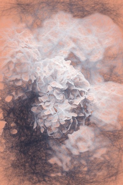 Pastel Hydrangeas by Helen White