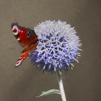 Peacock on Blue Thistle by Helen White