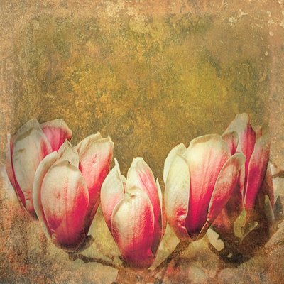 Vintage Magnolia by Helen White