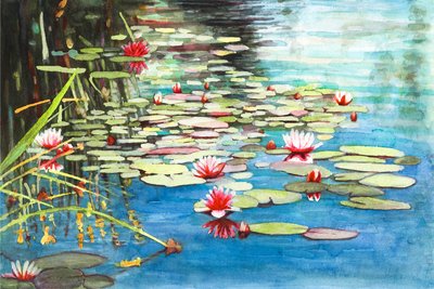 Waterlilies by Helen White