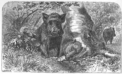Wild Boars in the Forest by Helena J. Maguire