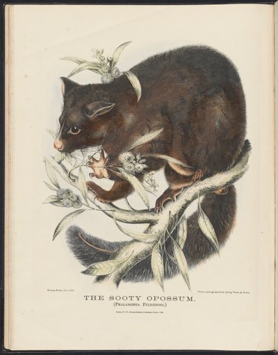Mammals of Australia: The Sooty Opossum by Helena Scott