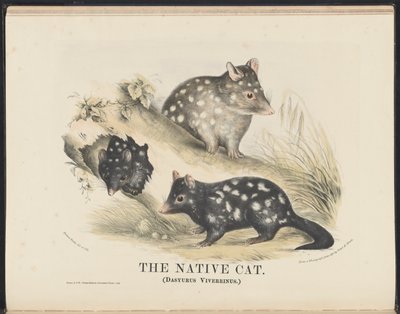 Mammals of Australia: The Native Cat by Helena Scott