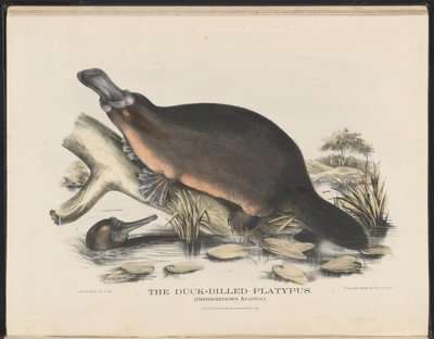 Mammals of Australia: The Duck-billed Platypus by Helena Scott