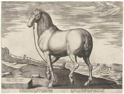 Horse from Corsica (series title: Horse Breeds from the Royal Stables of Don Juan of Austria) by Hendrick Goltzius (possibly)