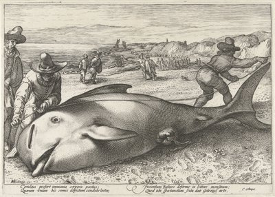 Stranded Pilot Whale on the Beach at Zandvoort, 1594 by Hendrick Goltzius (workshop of)