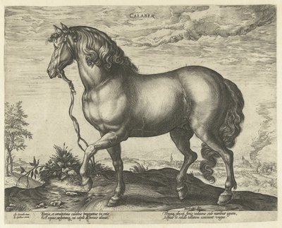 Horse from Calabria by Hendrick Goltzius