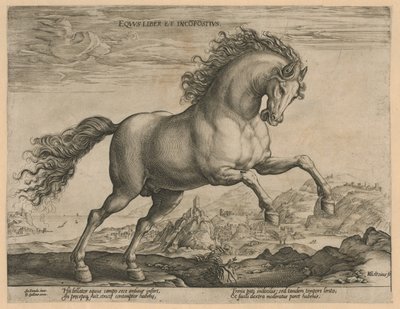 Wild Horse by Hendrick Goltzius