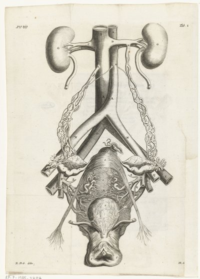 Anatomical illustration of the female genital organs and the kidneys (Book illustration for: Reinier de Graaf, Alle de wercken, Amsterdam, 1686) by Hendrik Bary