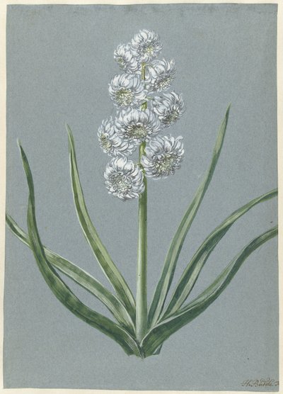 Hyacinth Margrave Charles of Baden Durlach by Hendrik Budde