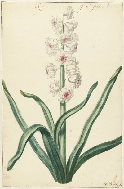 White Hyacinth by Hendrik Budde