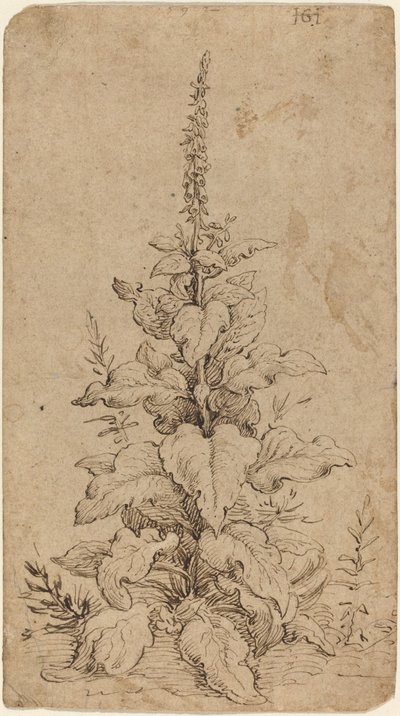A Foxglove in Bloom by Hendrik Goltzius