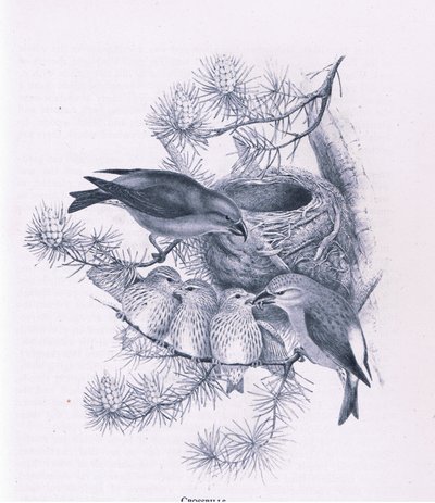 Crossbills, Nature in Britain by Hendrik Gronvold