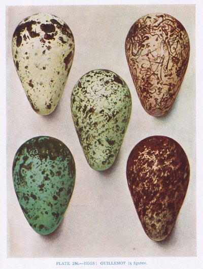 Eggs: Nightjar: Hoopoe: etc, illustration from 
