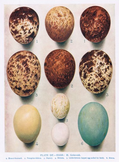 Eggs: Sparrow Hawk: Kestrel: etc, illustration from 