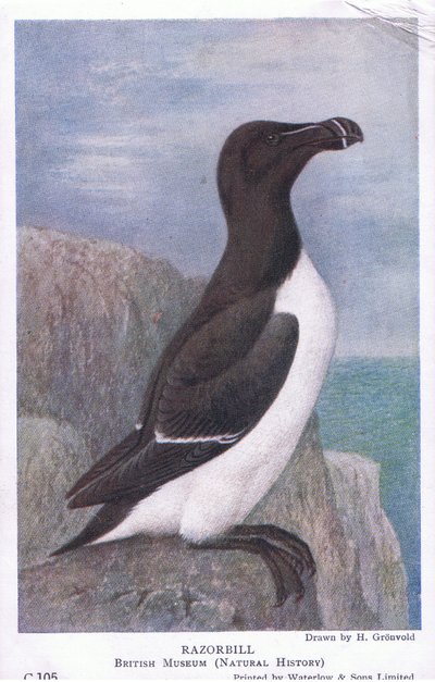 Razorbill, Postcard, 1930s by Hendrik Gronvold