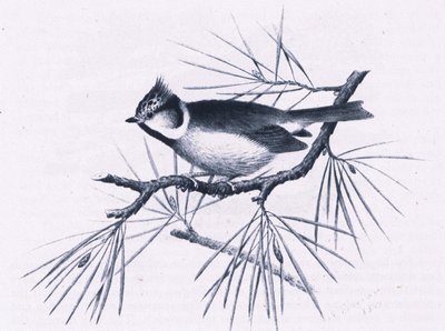 Scottish Crested Tits, Nature in Britain by Hendrik Gronvold