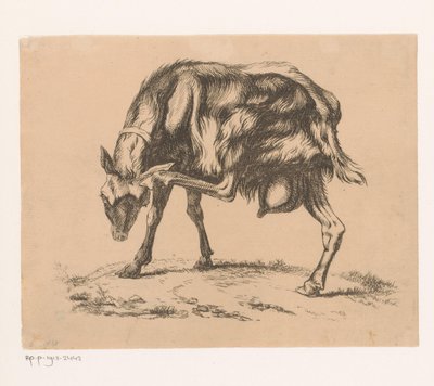 Goat Scratching Its Head by Hendrik Jozef Franciscus van der Poorten