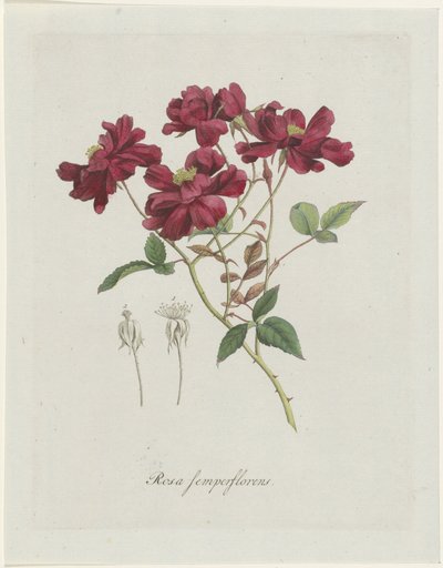 Chinese Rose (Rosa chinensis Jacq.) (Rosa semperflorens) by Hendrik Schwegman