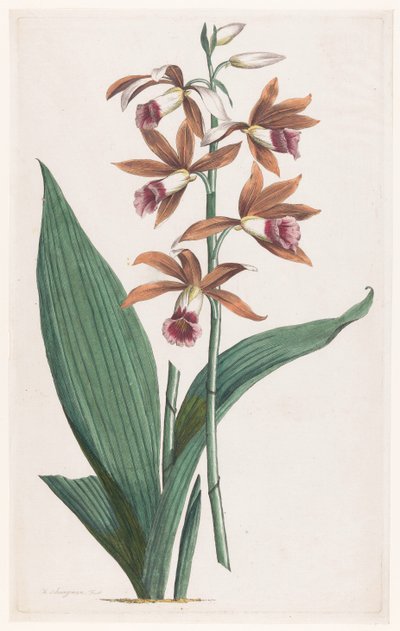Marsh Orchid (Limodorum Tankervilliae) by Hendrik Schwegman