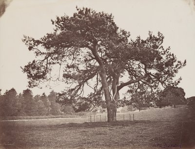 Hamilton Palace Park (Parasol Pine), c. 1858 by Henri Charles de Rostaing
