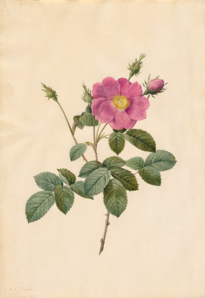 Cabbage Rose Rosa Centifolia Simplex, 1817-1824 by Pierre Joseph Redouté