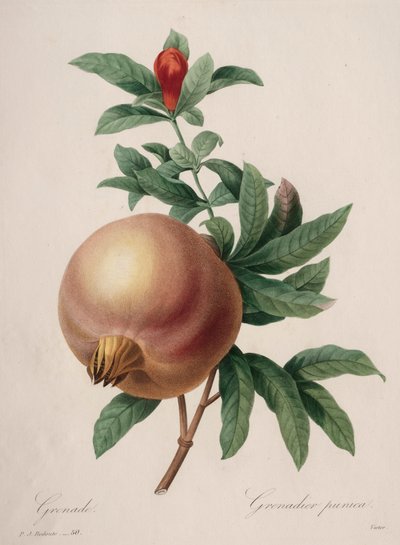 Choix des plus belles fleurs...plus beaux fruits: Grenade, 1827 by Pierre Joseph Redouté