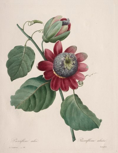Choix des plus belles fleurs...plus beaux fruits: Passiflore ailee by Pierre Joseph Redouté