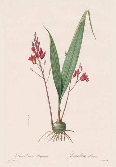 Les Liliacées: Limodorum Purpureum, 1802-1816 by Pierre Joseph Redouté