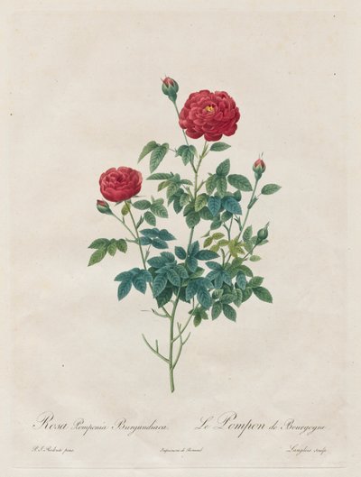 Pompon Rose by Pierre Joseph Redouté