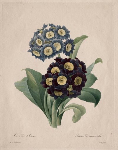 Primula auricula by Pierre Joseph Redouté