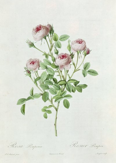 Rosa Pomponia, from 