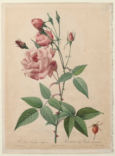 The Roses: China or Bengal Rose, 1817-1824 by Pierre Joseph Redouté
