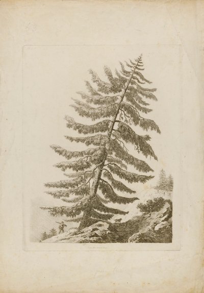 A Pine Tree by Henri L