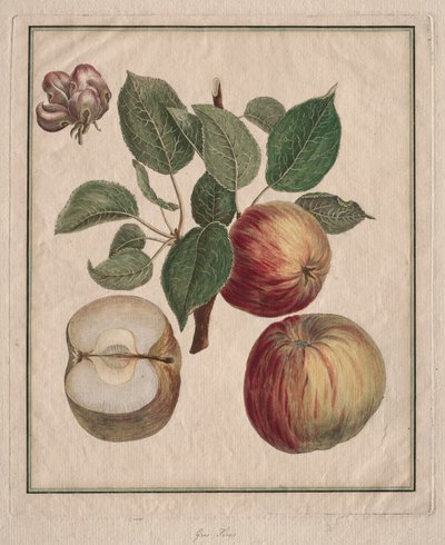 Apple with Leaf and Fruit Blossom by Henri Louis Duhamel du Monceau