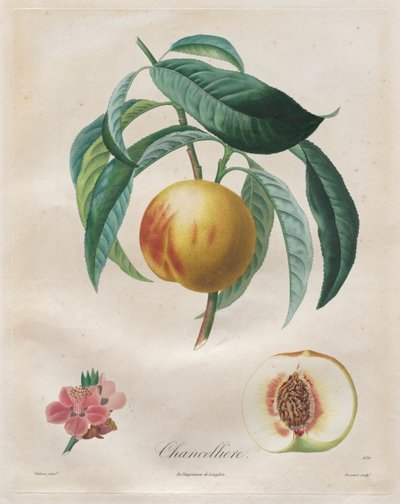 Treatise on Fruit Trees: Chancelière by Henri Louis Duhamel du Monceau
