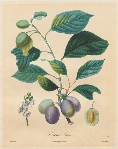 Treatise on Fruit Trees: Prune bifère by Henri Louis Duhamel du Monceau