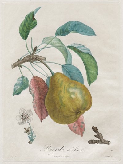 Treatise on Fruit Trees: Royal d