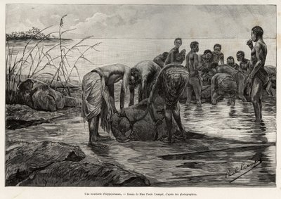 A hippo butcher shop on the banks of a Central African river. Engraving by Henri Thiriat to illustrate the story 