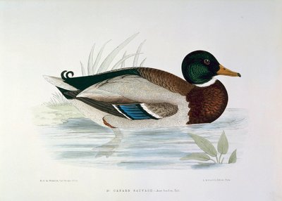 Representation of a Mallard Duck by Henri de la Blanchere