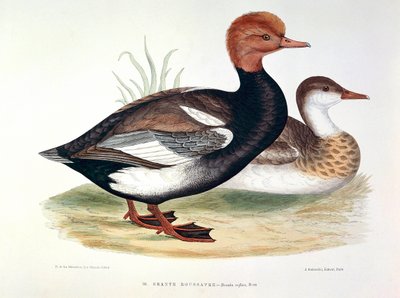 Representation of a Redhead Duck. Plate by H. Blanchere by Henri de la Blanchere