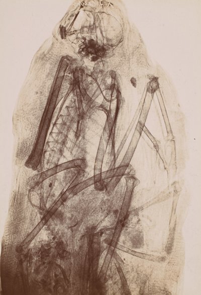 X-Ray of the Mummy of a Raptor by Henri van Heurck