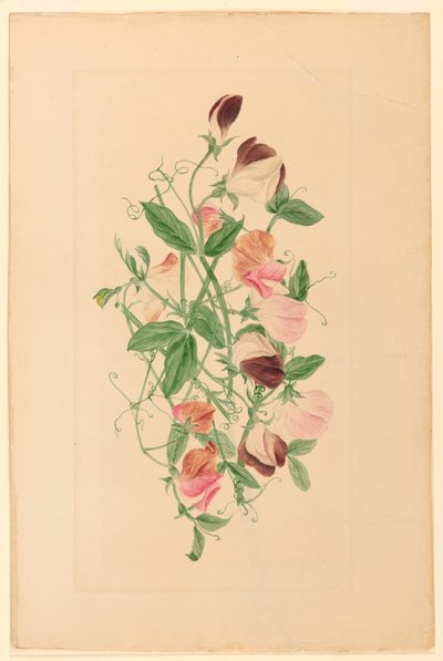 Sweet Peas, 1875 by Henrietta Benson Homer