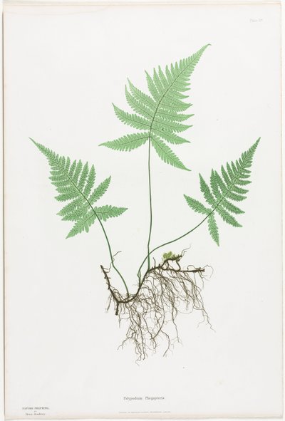 Ferns of Great Britain and Ireland: Polypodium Phegopteris by Henry Bradbury