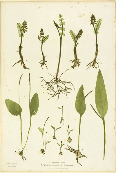 Nature Print of Moonwort and Adder