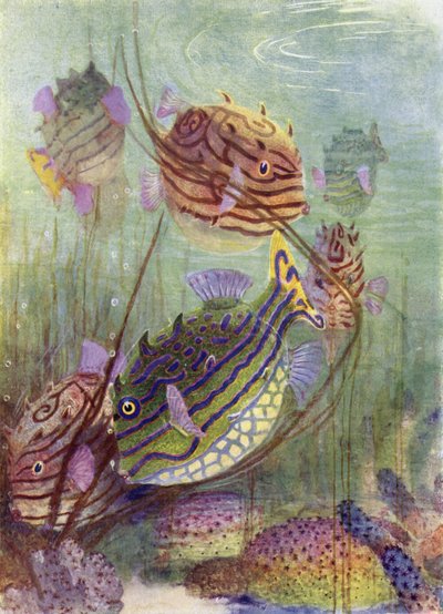 The Coffer Fish of the Coral Seas by Henry Charles Seppings Wright