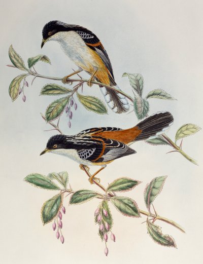 Rufous-backed Sibia (Heterophasia annectans), from Birds of Asia by Henry Constantine Richter