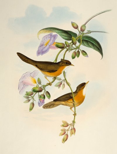 Tawny-bellied Babbler (Dumetia hyperythra), lithograph from Birds of Asia by Henry Constantine Richter