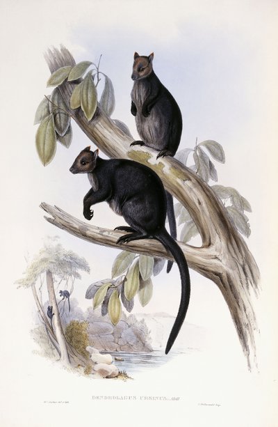 Tree Kangaroo by Henry Constantine Richter